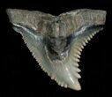 Hemipristis Shark Tooth Fossil - SC #4326-1